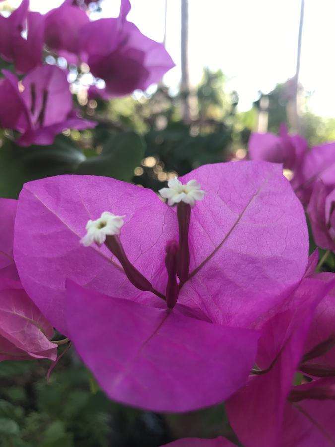 Anh Linh Guest House มุยเน่ ภายนอก รูปภาพ