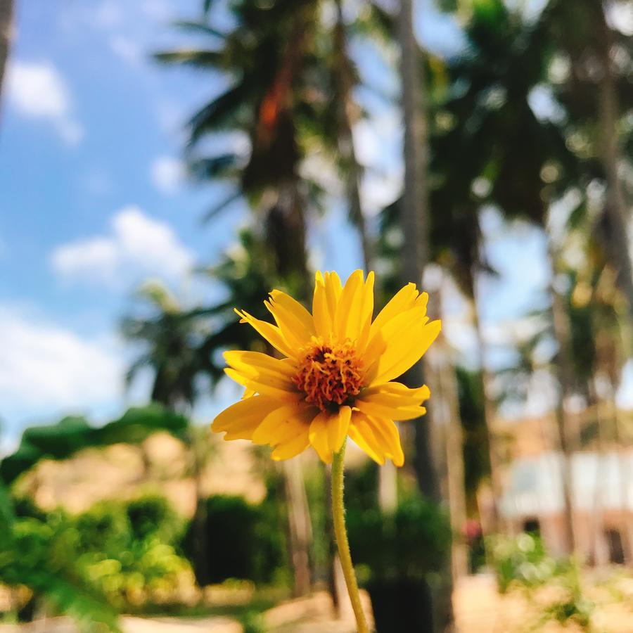 Anh Linh Guest House มุยเน่ ภายนอก รูปภาพ